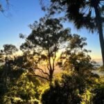 Tree Removal Wollongong
