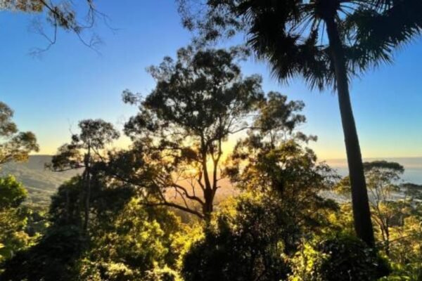 Tree Removal Wollongong