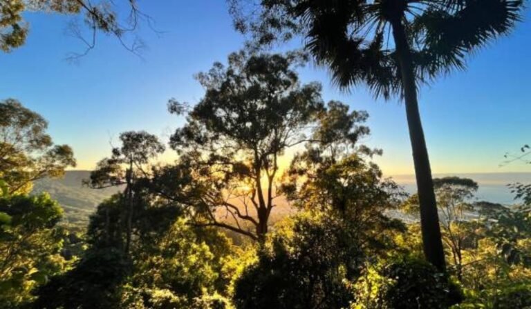 Tree Removal Wollongong