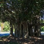 Tree Services Townsville