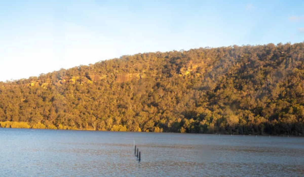 Arborist Central Coast