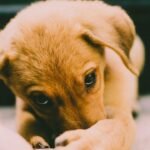 Pet Prescription